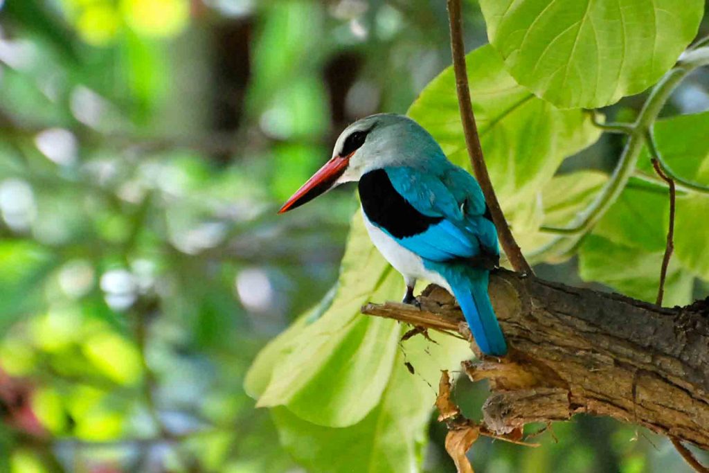 Arusha National Park