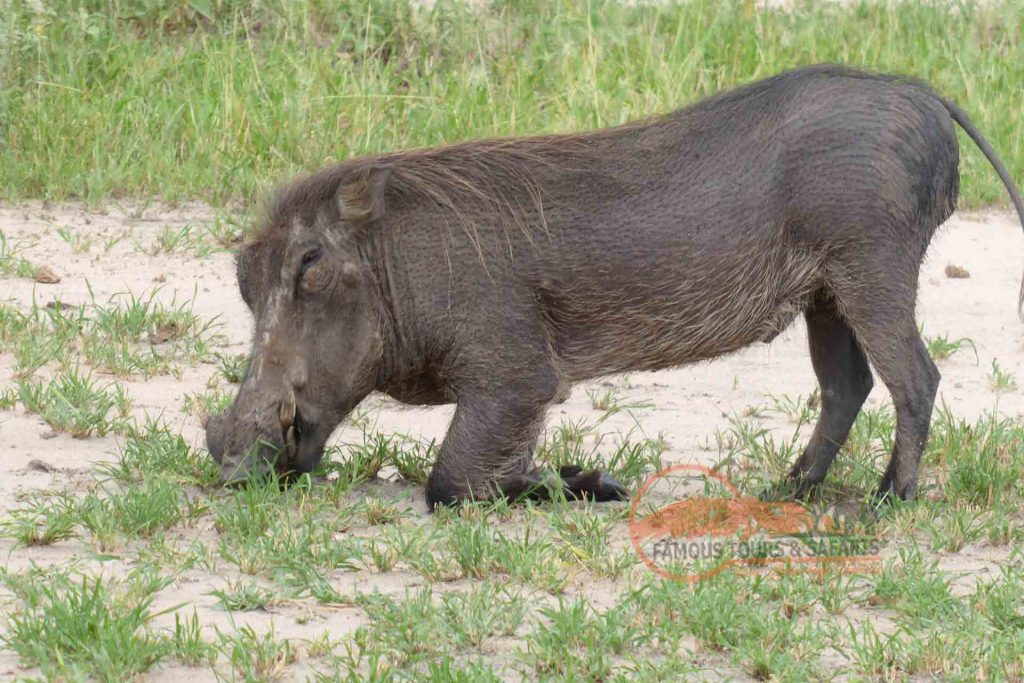 Lake Manyara National Park
