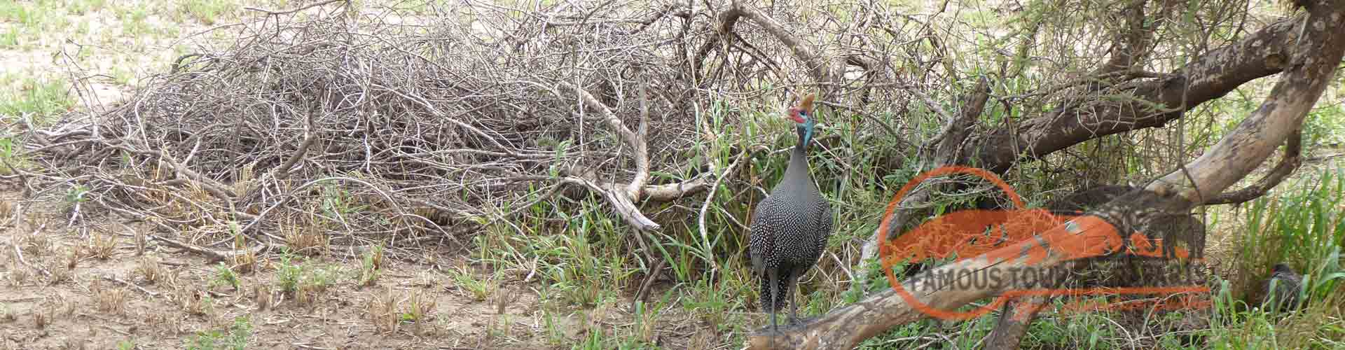 Famous Tours and Safaris