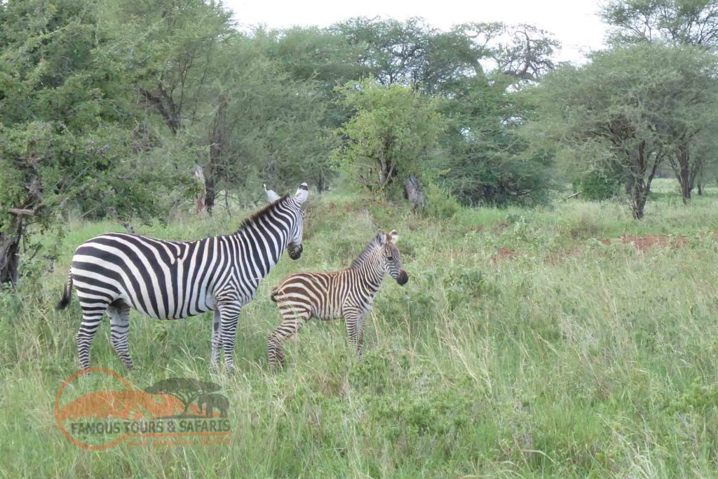 Tarangire National Park