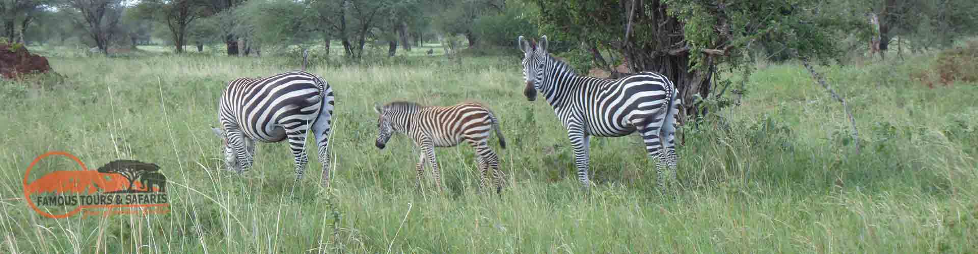 Famous Tours and Safaris