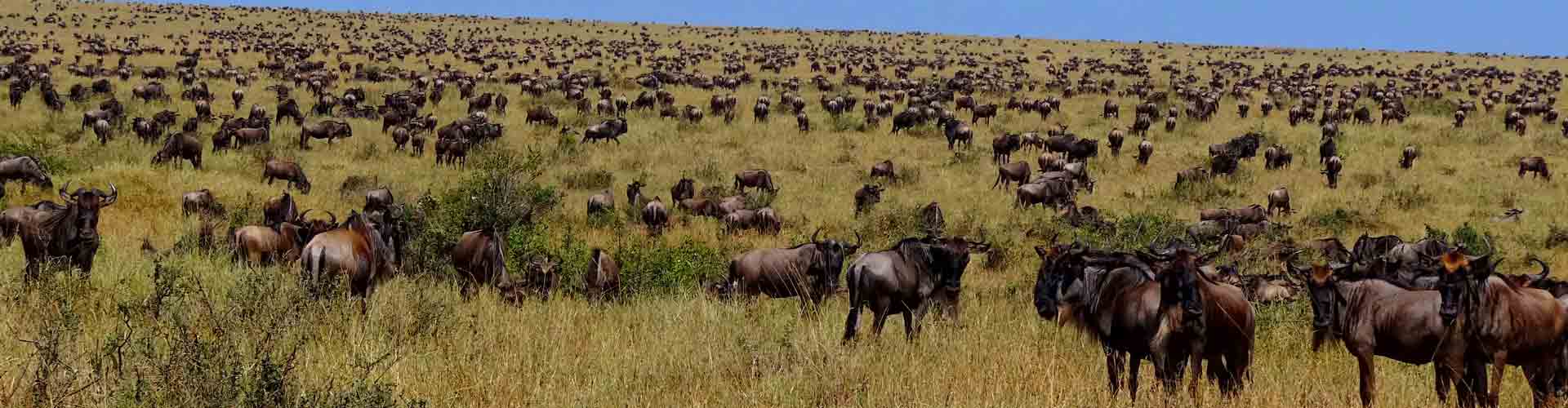 Famous Tours and Safaris