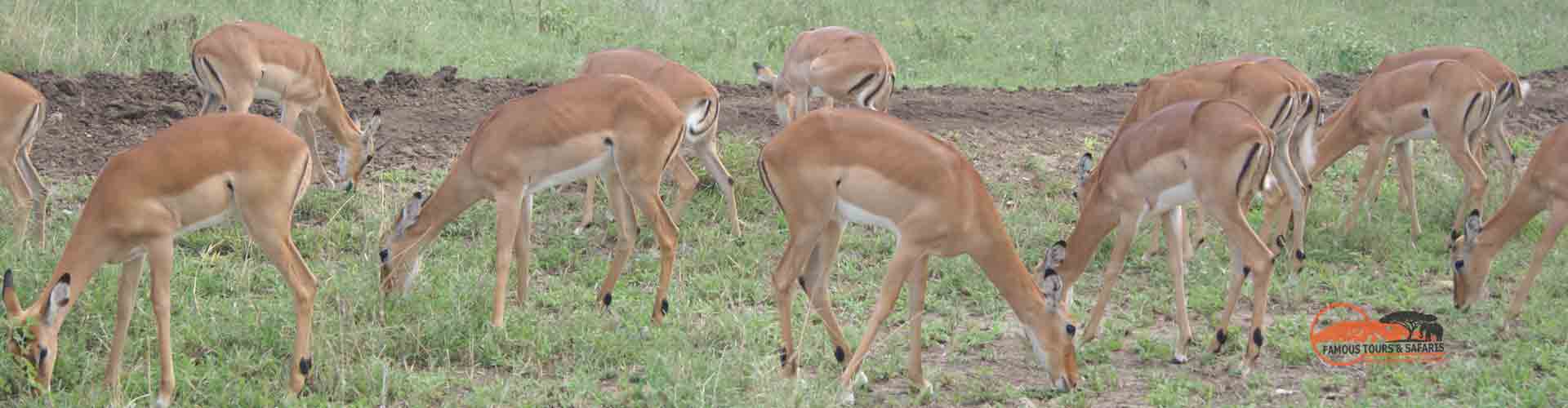 Famous Tours and Safaris