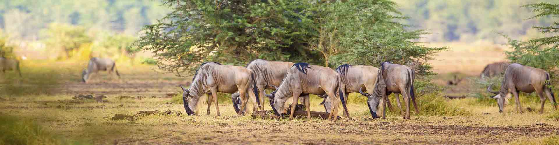 Famous Tours and Safaris